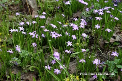 Хионодокса (chionodoxa) посадка, догляд, вигонка, розмноження