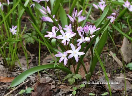 Хионодокса (chionodoxa) посадка, догляд, вигонка, розмноження
