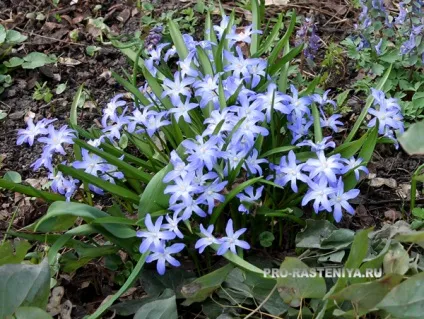 Хионодокса (chionodoxa) посадка, догляд, вигонка, розмноження