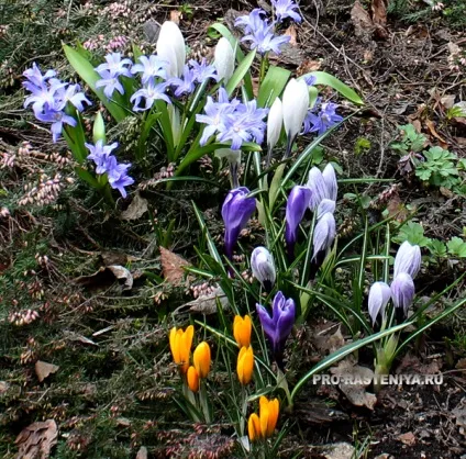 Хионодокса (chionodoxa) посадка, догляд, вигонка, розмноження