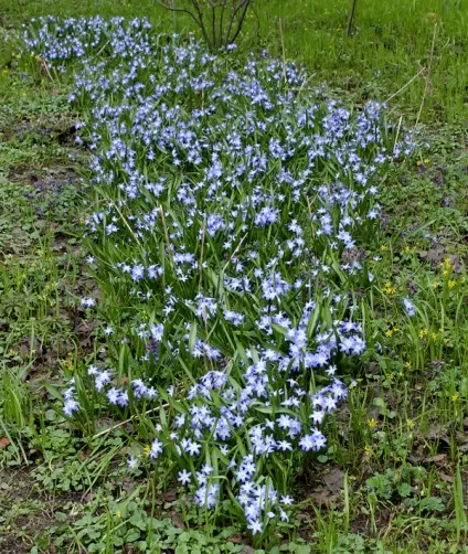 Хионодокса (chionodoxa) посадка, догляд, вигонка, розмноження