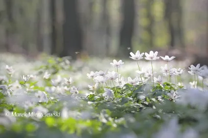 Як зробити красиві фотографії весняних квітів (зробити) Як зробити красиві фотографії весняних квітів