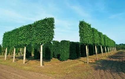 Як сформувати крону липи