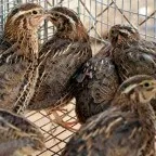 Як містити перепілок несучок на дачній ділянці особливості та методи (містити) Як містити перепілок несучок на дачній ділянці особливості та методи