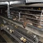 Як містити перепілок несучок на дачній ділянці особливості та методи (несучок) Як містити перепілок несучок на дачній ділянці особливості та методи