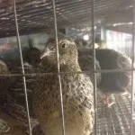 Як містити перепілок несучок на дачній ділянці особливості та методи (перепілок) Як містити перепілок несучок на дачній ділянці особливості та методи