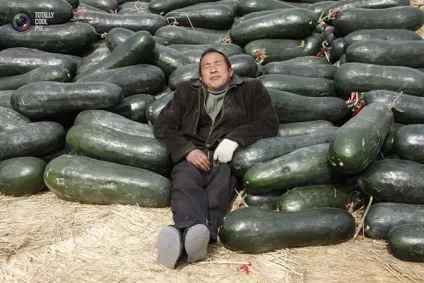 Як сплять китайці, fresher - найкраще з рунета за день! (Біля будівельного майданчика) Як сплять китайці, fresher - найкраще з рунета за день!