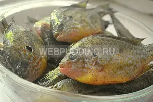 Як сушити окуня в домашніх умовах, як приготувати на (окуня) Як сушити окуня в домашніх умовах, як приготувати на