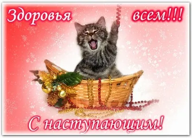 Як уберегти кішку в свято, за-мур-чательние кішки (бережіть кішок) Як уберегти кішку в свято, за-мур-чательние кішки