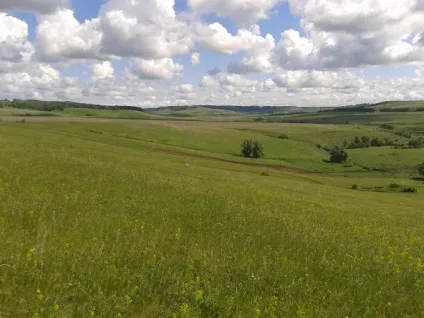 Як сушити окуня - покрокове приготування страви, справжній рецепт, фото - кулінарні рецепти (окуня) Як сушити окуня - покрокове приготування страви, справжній рецепт, фото - кулінарні рецепти