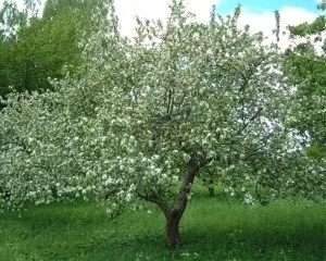 Як вкривати молоді яблуні на зиму інструкція з відео і фото (зиму) Як вкривати молоді яблуні на зиму інструкція з відео і фото