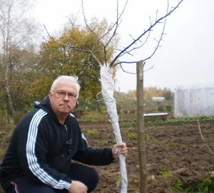 Як укрити дерева на зиму - утеплюємо рослини відео (зиму) Як укрити дерева на зиму - утеплюємо рослини відео