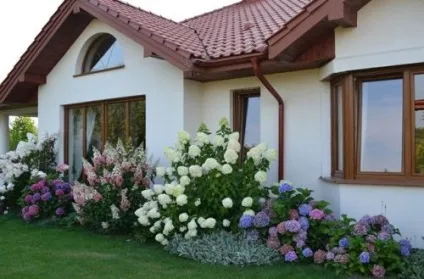 Як доглядати за гортензією садової (садової) Як доглядати за гортензією садової