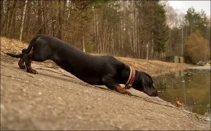 Як виглядають цуценята такси, такса-сайт (такси) Як виглядають цуценята такси, такса-сайт