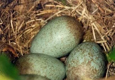 Як виглядають яйця дрозда дивовижний колір яєць цих співочих птахів! (Яйця) Як виглядають яйця дрозда дивовижний колір яєць цих співочих птахів!