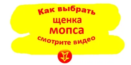 Як вибрати цуценя мопса - інструкції покупцеві (цуценя) Як вибрати цуценя мопса - інструкції покупцеві
