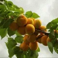 Як виростити фундук з горіха на дачі - посадка і догляд (виростити) Як виростити фундук з горіха на дачі - посадка і догляд