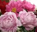 Як виростити деревовидний піон з насіння (як виростити деревовидний піон з насіння) Як виростити деревовидний піон з насіння