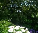 Як виростити деревовидний піон з насіння (екзотичні рослини) Як виростити деревовидний піон з насіння
