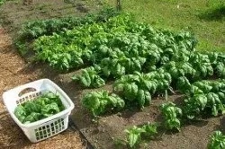 Як вирощувати шпинат з насіння (виростити шпинат правильно насіння дача город) Як вирощувати шпинат з насіння