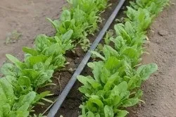Як вирощувати шпинат з насіння (Повернутися змісту Шпинат) Як вирощувати шпинат з насіння