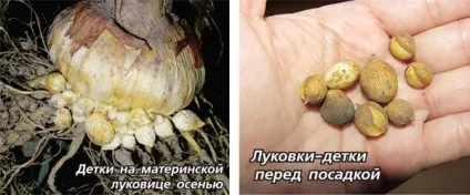 Як виростити гладіолуси з діток 1 (виростити) Як виростити гладіолуси з діток 1