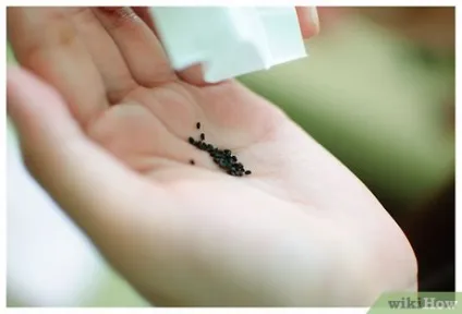 Як вирощувати орегано