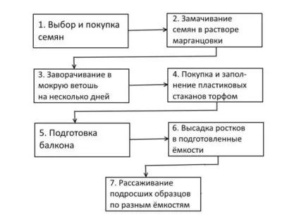 Як виростити кавун на балконі 3 докладних етапу (етапу) Як виростити кавун на балконі 3 докладних етапу