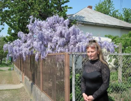Як виростити гліцинію в штамбової формі - сади сибіру (штамбової) Як виростити гліцинію в штамбової формі - сади сибіру