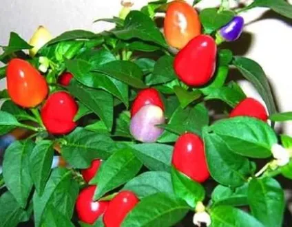 Як виростити кімнатний (декоративний) перець (виростити) Як виростити кімнатний (декоративний) перець