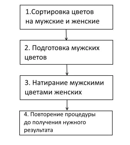Як виростити кавун на балконі 3 докладних етапу (етапу) Як виростити кавун на балконі 3 докладних етапу