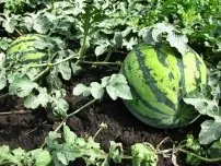 Як заробити на вирощуванні полуниці в домашніх умовах, садівник (садиба) (полуниця в домашніх умовах) Як заробити на вирощуванні полуниці в домашніх умовах, садівник (садиба)