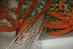 Як заморозити обліпиху на зиму - прості способи заготовки ягід відео (ягід) Як заморозити обліпиху на зиму - прості способи заготовки ягід відео