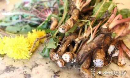 Як заготовити і використовувати коріння кульбаби (рецепти народної медицини) Як заготовити і використовувати коріння кульбаби