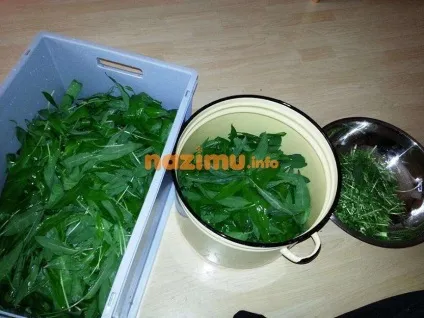 Як заморозити черемшу рецепт з фото приготування заготовки на зиму (черемшу) Як заморозити черемшу рецепт з фото приготування заготовки на зиму