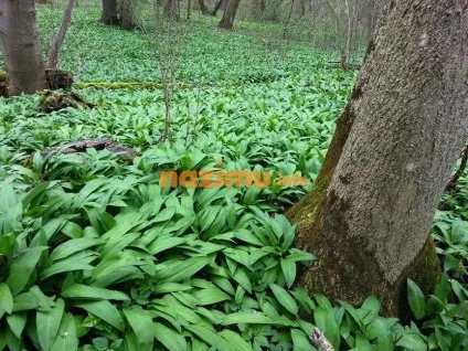 Як заморозити черемшу рецепт з фото приготування заготовки на зиму (заморожуємо черемшу) Як заморозити черемшу рецепт з фото приготування заготовки на зиму