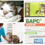 Краплі барс від бліх і кліщів для кішок і собак інструкція із застосування, склад і відгуки (кліщів) Краплі барс від бліх і кліщів для кішок і собак інструкція із застосування, склад та відгуки