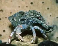 Камчатський краб, королівський краб (paralithodes camtschatica) біологія, опис, розмір, середовище (королівський) Камчатський краб, королівський краб (paralithodes camtschatica) біологія, опис, розмір, середа