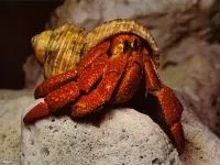 Камчатський краб, королівський краб (paralithodes camtschatica) біологія, опис, розмір, середовище (опис) Камчатський краб, королівський краб (paralithodes camtschatica) біологія, опис, розмір, середа