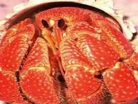 Камчатський краб, королівський краб (paralithodes camtschatica) біологія, опис, розмір, середовище (розмір) Камчатський краб, королівський краб (paralithodes camtschatica) біологія, опис, розмір, середа