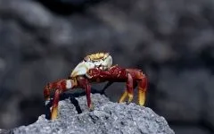 Камчатський краб, королівський краб (paralithodes camtschatica) біологія, опис, розмір, середовище (краб) Камчатський краб, королівський краб (paralithodes camtschatica) біологія, опис, розмір, середа