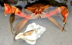 Камчатський краб, королівський краб (paralithodes camtschatica) біологія, опис, розмір, середовище (опис) Камчатський краб, королівський краб (paralithodes camtschatica) біологія, опис, розмір, середа