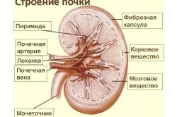 Камені в нирках лікування народними засобами і особливості захворювання (вивести камені нирках хвороба причини лікування народними засобами травами розчинити дроблення вигнати позбутися медицина) Камені в нирках лікування народними засобами і особливості захворювання