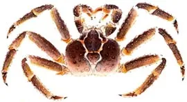 Камчатський краб, королівський краб (paralithodes camtschatica) біологія, опис, розмір, середа (середа) Камчатський краб, королівський краб (paralithodes camtschatica) біологія, опис, розмір, середа
