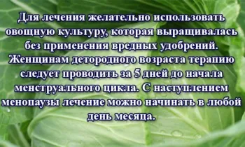 Капустяний лист при мастопатії - дізнайтеся найефективніші рецепти (капустяний) Капустяний лист при мастопатії - дізнайтеся найефективніші рецепти
