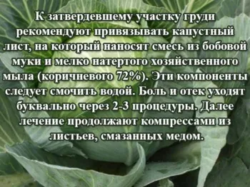 Капустяний лист при мастопатії - дізнайтеся найефективніші рецепти (мастопатії) Капустяний лист при мастопатії - дізнайтеся найефективніші рецепти