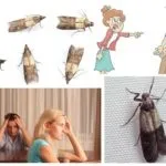 До чого сниться моль сонник