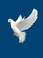 До чого сниться багато води