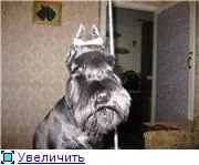Клеїмо вуха!