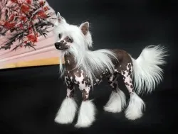 Китайська чубата собака 1
